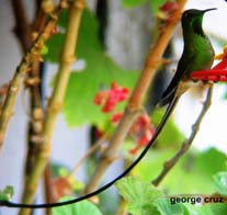 Black Tailed Trainbearer